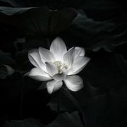 静待花开