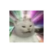 猫猫