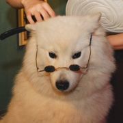 香蕉你个不呐呐℡