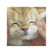 语