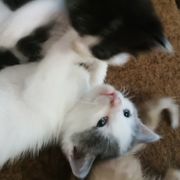 爱吃豆沙包的小刺猬