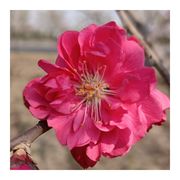 蒙大拿