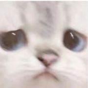 红烧青争鱼