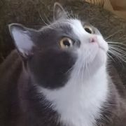 ピリカピリララ