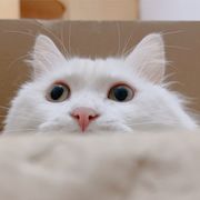 葡萄成熟时