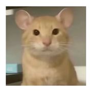 爱岛丸子