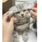 喵丶小黑