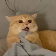 阿拉斯加大尾巴狼