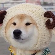 汪汪喵喵