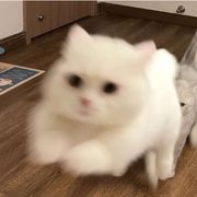 凰