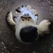 小安以俊为名