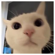 遁云华