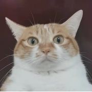 爱吸猫的龙叔