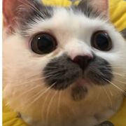 落地成狗狗