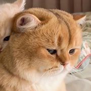 到处逛逛的肥仔