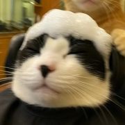 食性