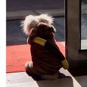 小雄狮