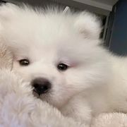徐师不是雄狮
