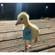 🖇️-爱恋寄予源.