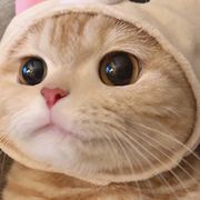 儒雅随和丶鬦豆龙