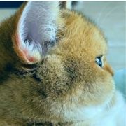 范茄诛凉（咸鱼）