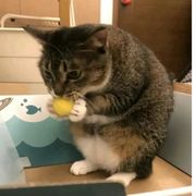 狗狗祟祟的猫猫