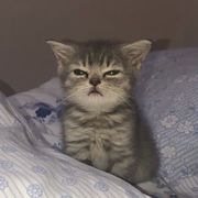 今天晚上吃撒子