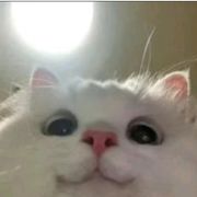 一根聪
