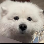 墨墨
