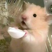 柒七