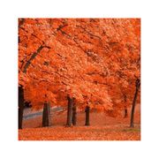 红红枫叶像思念