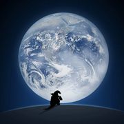 鲔鲔鲔鱼三明治🥪