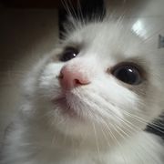 Biu