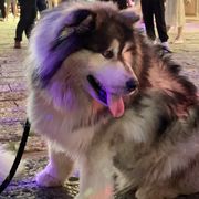 电竞先森灬安迪仔