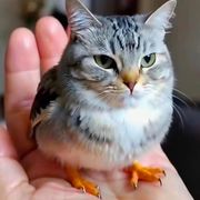 火火