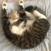 头像我家猫