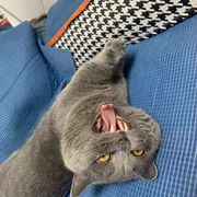 猫猫侠