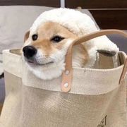 迟迟