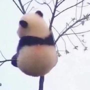 o精细鬼o
