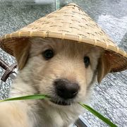 呃呃