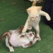 红蜻蜓