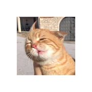 楠楠