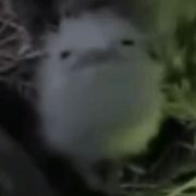 不要再白给了！