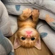 香肠派对✨杨浩