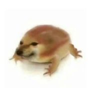 碧血金蟾鸥