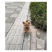 不鱼