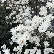 孤高的小鱼泡泡