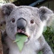 吴教授下棋从不吃鸡