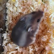 豆豆