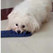 俊